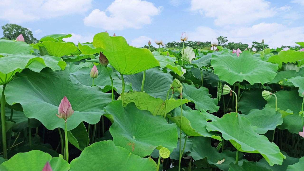 瘦西湖荷塘的荷叶