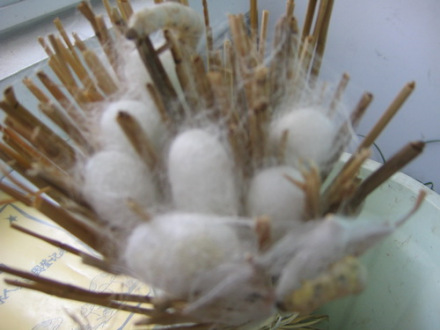 蚕茧