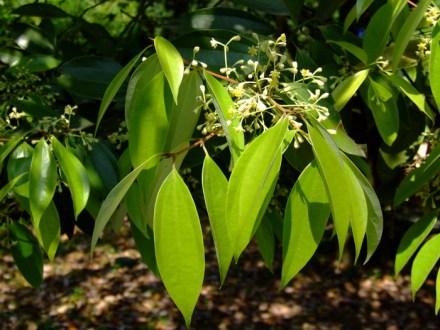 少花桂