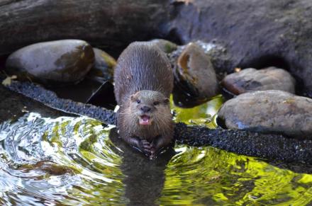 日本水獭