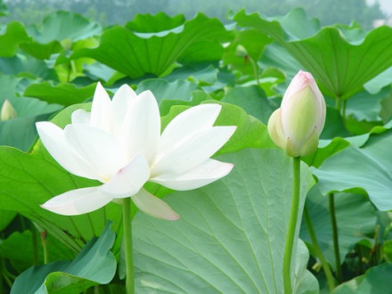 河东区八湖镇荷花