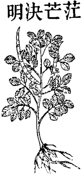 决明 
