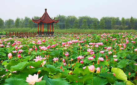 洪泽湖湿地公园