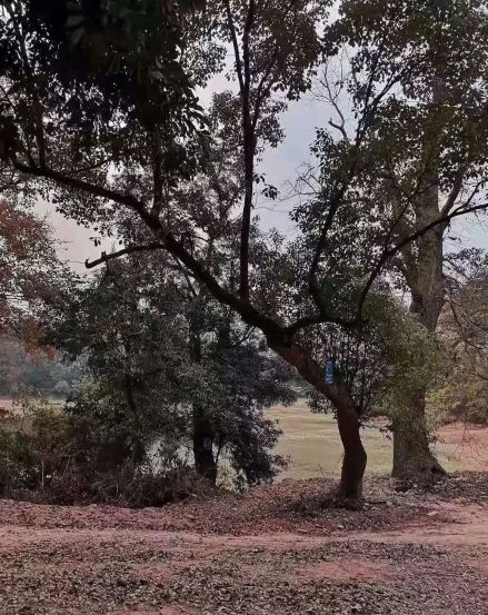 界埠粮仓遗址