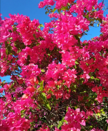 市花——三角梅