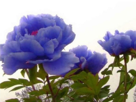 蓝田玉