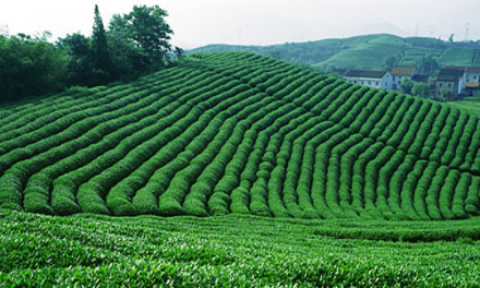 茶叶产地