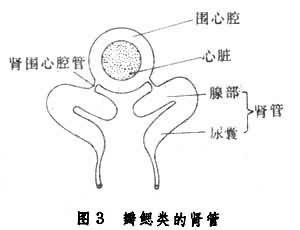 排泄