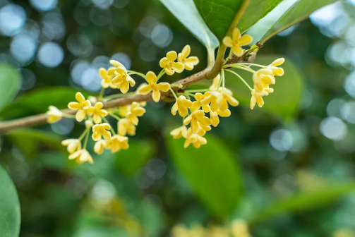 桂花