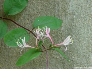 双花