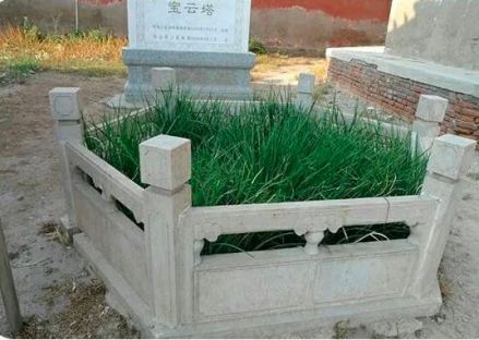 王之涣栽种的千年不死草—马蔺草