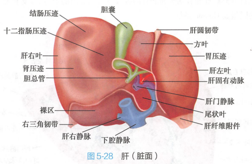 肝（脏面）