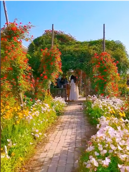 莫奈花园