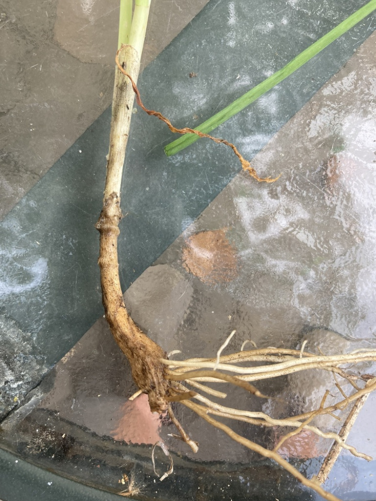 韭的茎