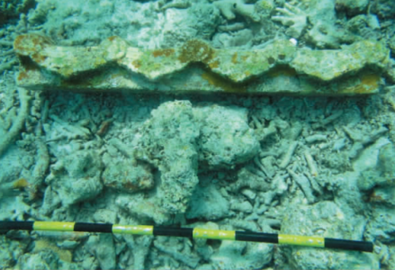 金银岛沉船遗址石屋檐构件