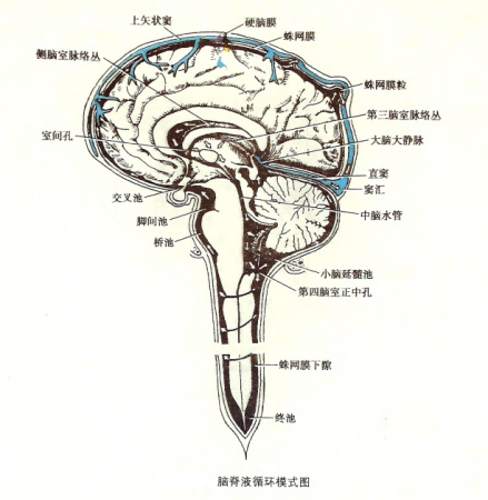 脑脊液循环 