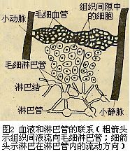 血液和淋巴管的联系