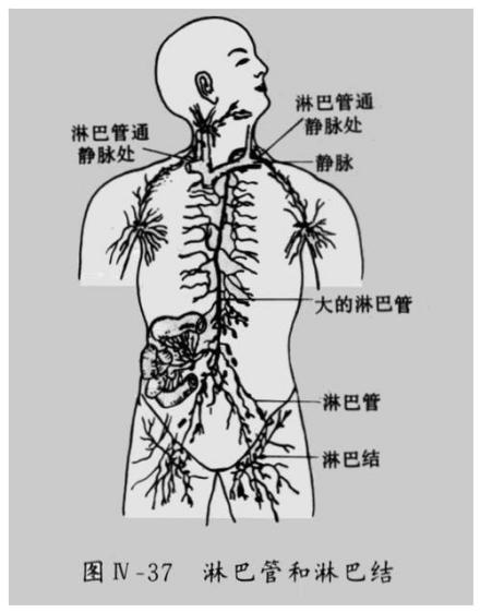 淋巴循环
