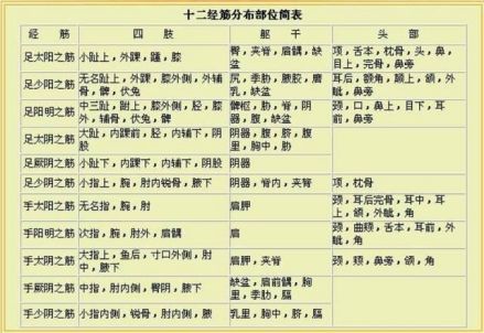 十二经筋