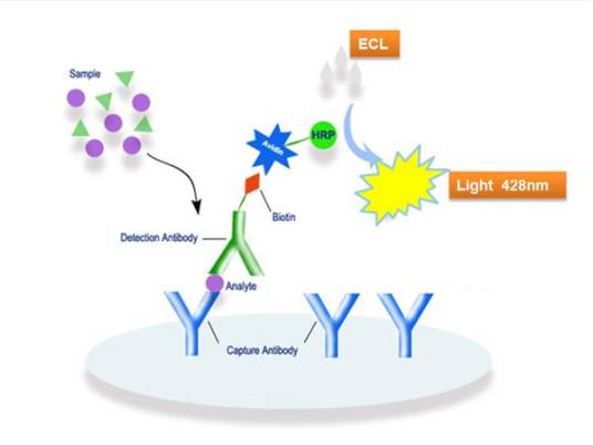 辣根过氧化物酶 辣根过氧化物酶