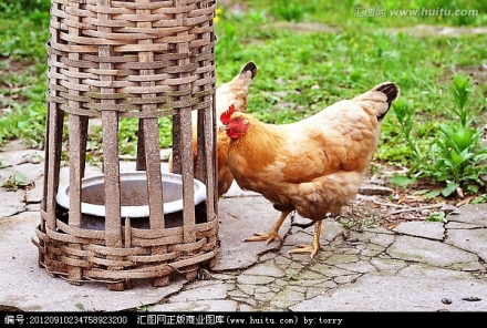 乡村饲养的母鸡