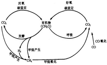 碳的生物地球化学循环图