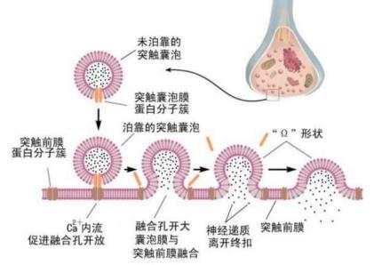 突触各个部分结构