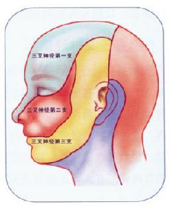 三叉神经