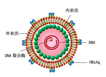 肝炎病毒