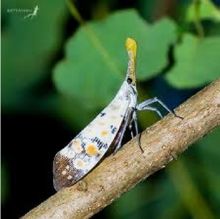 长吻白蜡虫