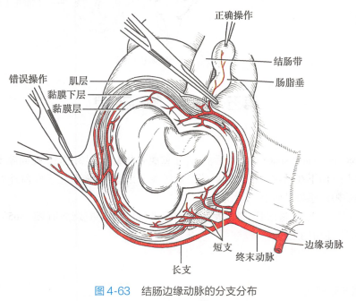 结肠边缘动脉的分支分布