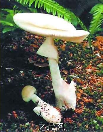 白毒鹅膏菌