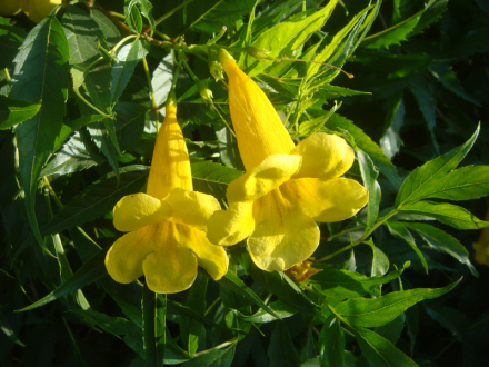 黄钟花