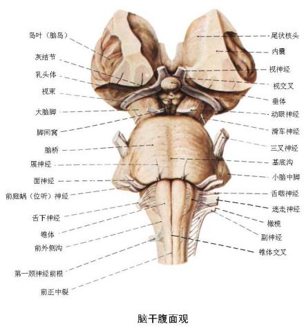 脑干腹面观