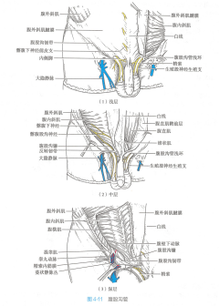 腹股沟管