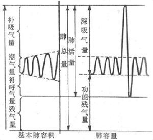 基本肺容积和肺容量图解