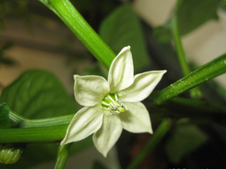 花椒花