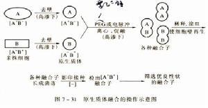 真核微生物的基因重组