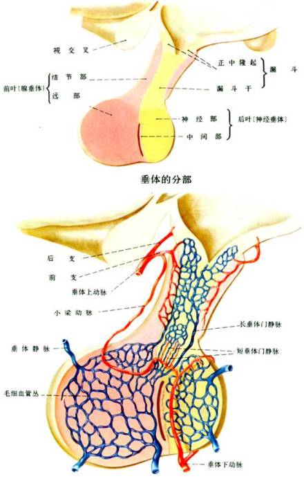 垂体图解