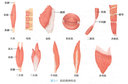 肌的各种形态 