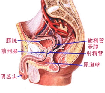急性尿道炎