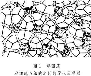 原生质