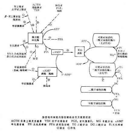 脂肪酸代谢