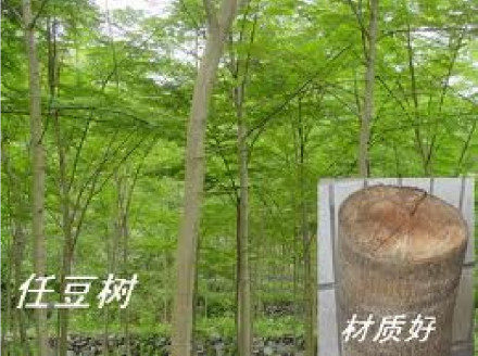 紫胶虫寄主植物