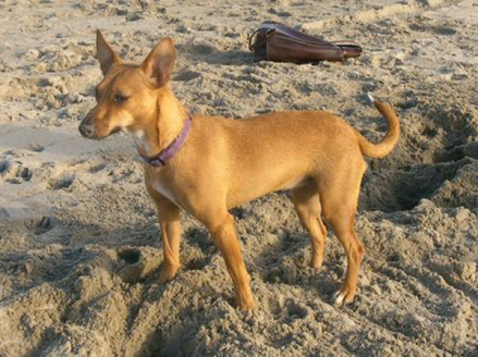 葡萄牙波登可犬