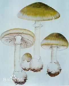 毒鹅膏菌