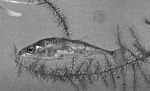 三刺鱼(Gasterosteus aculeatus)