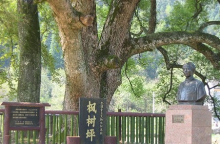 枫树坪