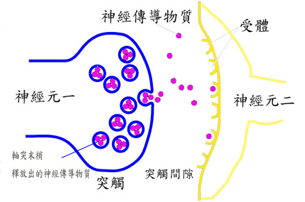突触