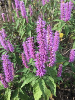 香薷-枝花